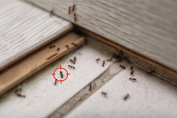 Best Best Pest Control Companies  in Gahanna, OH